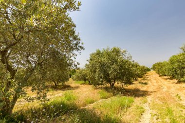 Zeytin ağaçları. Akdeniz zeytinliği detayı. İdealist doğa, tarım, tarım doğası.