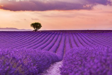 Summer lavender sunset. Sunrise and dramatic clouds over lavender field, amazing summer blooming flower nature landscape. Peaceful relaxing pastel colors, soft sunset light. clipart