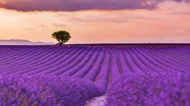 Yaz lavantalı gün batımı. Lavanta tarlasında gün doğumu ve dramatik bulutlar, çiçek açan muhteşem yaz manzarası. Huzurlu rahatlatıcı pastel renkler, yumuşak günbatımı ışığı.