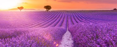 Gün batımında Fransız lavanta tarlasının panoramik manzarası. Provence, Fransa, Valensole 'da menekşe lavanta tarlasında gün batımı. Yaz doğa manzarası. Fransa 'nın Provence şehrinde günbatımında lavanta çiçekleri. Yakın çekim doğa, sığ alan derinliği, hayal bulanıklığı