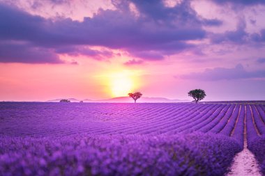 Sıcak bir günbatımının arka planında mor lavanta çalıları. Çiçek açan lavanta tarlasının güzel manzarası