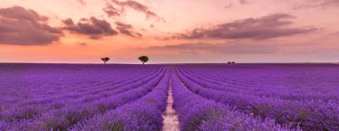 Gün batımına karşı çiçek açan lavanta çiçekleriyle dolu yaz tarlası. Güzel doğa manzarası, tatil geçmişi, ünlü seyahat yerleri. Resimli doğa manzarası, parlak günbatımı gündoğumu, Provence