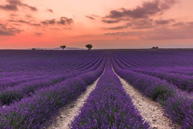 Gün batımında Fransız lavanta tarlasının panoramik manzarası. Provence, Fransa, Valensole 'da menekşe lavanta tarlasında gün batımı. Yaz doğa manzarası. İnanılmaz doğa, fantastik rahatlatıcı manzara.