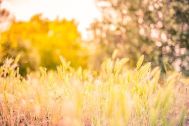 Günbatımı doğa manzarası. Gün batımı gökyüzünde kır çiçekleri olan güzel bir çayır. Güneşli arka plandaki güzellik alanı. Paskalya arkaplanı. Bokeh, yabani otların ve çiçeklerin ışıltısı