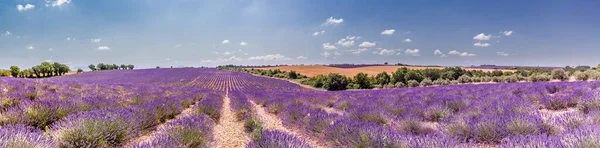 Panoramic View Lavender Field Tree Lavender Field Panoramic View Provence — Stock Photo, Image