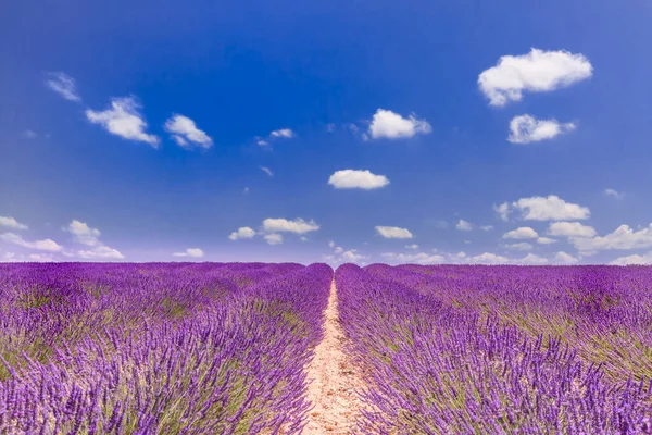 Levandulové Květinové Pole Nekonečné Řady Valensole Provence Úžasná Přírodní Krajina — Stock fotografie