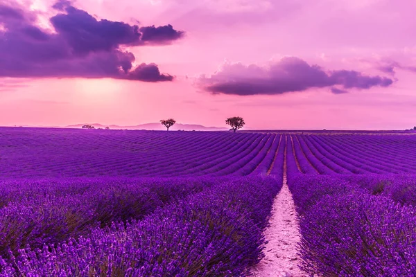 Puesta Sol Lavanda Verano Salida Del Sol Nubes Dramáticas Sobre —  Fotos de Stock