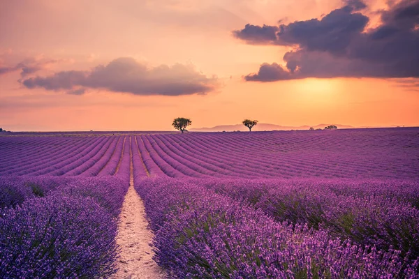 素晴らしい景色 ラベンダーの花を咲かせる素晴らしい夏の風景 穏やかな夕日の景色 農業風景 美しい自然背景 感動的なコンセプト — ストック写真