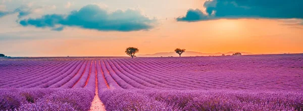 Prachtig Landschap Geweldig Zomerlandschap Van Bloeiende Lavendelbloemen Vredig Zonsondergang Uitzicht — Stockfoto