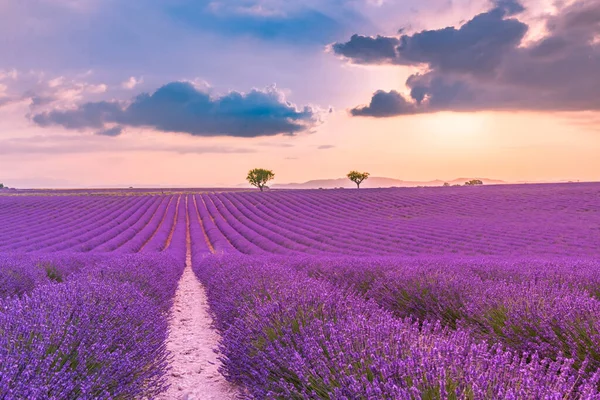 Prachtig Landschap Geweldig Zomerlandschap Van Bloeiende Lavendelbloemen Vredig Zonsondergang Uitzicht — Stockfoto