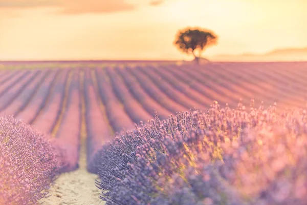 Dream Scenery Wonderful Scenery Amazing Summer Landscape Blooming Lavender Flowers — Stock Photo, Image