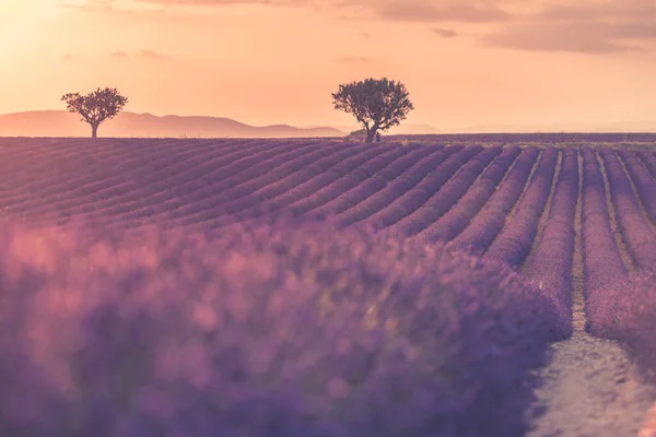 Amazing Nature Landscape Amazing Sunset Scenery Blooming Lavender Flowers Moody — Stock Photo, Image