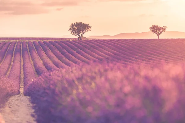 Amazing Nature Landscape Amazing Sunset Scenery Blooming Lavender Flowers Moody — Stock Photo, Image