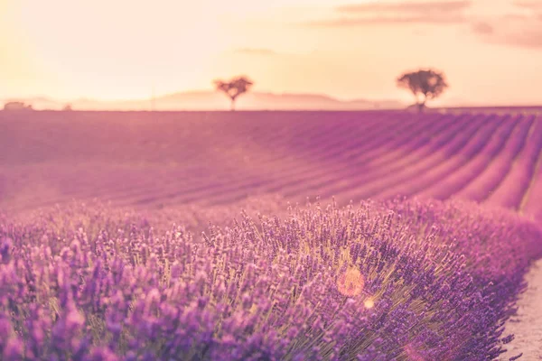 Панорамный Вид Французское Лавандовое Поле Закате Закат Над Фиолетовым Лавандовым — стоковое фото