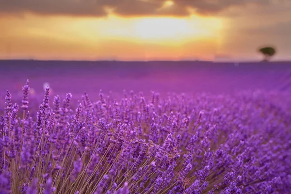 Busch Aus Violettem Lavendel Auf Dem Hintergrund Der Strahlen Eines — Stockfoto