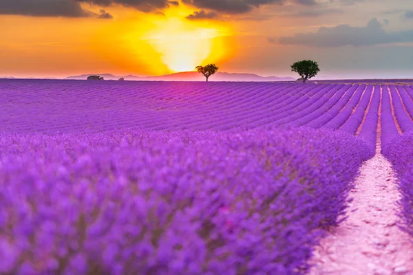 Буш Фиолетовой Лаванды Фоне Лучей Теплого Заката Красивый Пейзаж Цветущего — стоковое фото