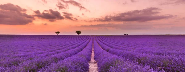 Zomer Veld Met Bloeiende Lavendel Bloemen Tegen Zonsondergang Hemel Prachtig — Stockfoto