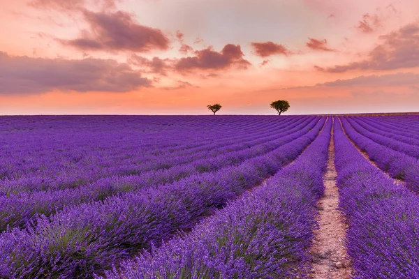 Panoramisch Uitzicht Het Franse Lavendelveld Bij Zonsondergang Zonsondergang Boven Een — Stockfoto