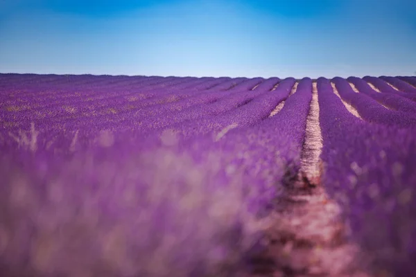 Flor Lavanda Campos Florecientes Filas Interminables Valensole Provence Increíble Paisaje — Foto de Stock