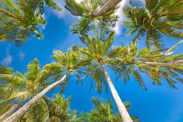 Palmeira Coco Com Céu Azul Belo Fundo Tropical Padrão Natureza — Fotografia de Stock