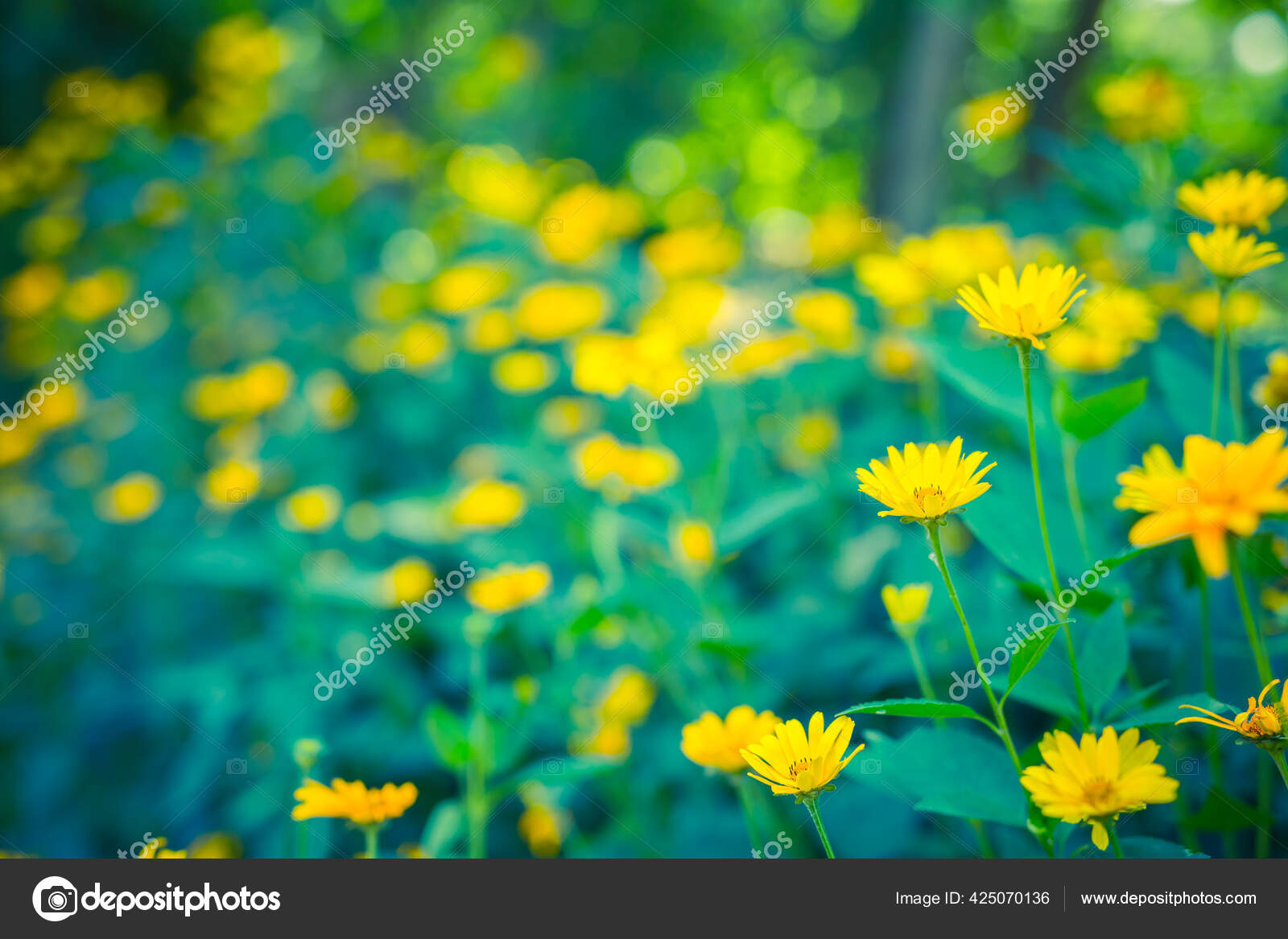 Bright Relaxing Close Yellow Flowers Floral Summer Spring Background Yellow  — Stock Photo © icemanphotos #425070136, image size:1600x1167