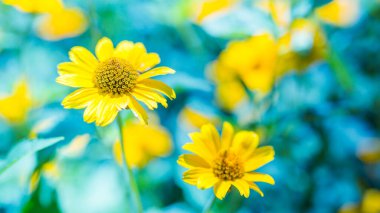 Sarı çiçeklerin parlak ve rahatlatıcı görüntüsü. Çiçekli yaz dönemi arka planı. Sarı kozmos çiçekleri, akşam üzeri, yumuşak mavi bir yeşil arka planda, doğaya yakın bir yerde, gün batımında. Renkli sanatsal resim, ücretsiz kopyalama alanı