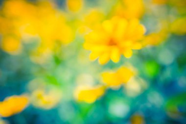 Sarı çiçeklerin parlak ve rahatlatıcı görüntüsü. Çiçekli yaz dönemi arka planı. Sarı kozmos çiçekleri, akşam üzeri, yumuşak mavi bir yeşil arka planda, doğaya yakın bir yerde, gün batımında. Renkli sanatsal resim, ücretsiz kopyalama alanı