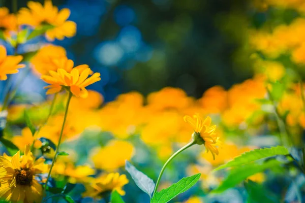 Φωτεινό Χαλαρωτικό Κοντινό Πλάνο Κίτρινα Λουλούδια Floral Καλοκαίρι Άνοιξη Φόντο — Φωτογραφία Αρχείου