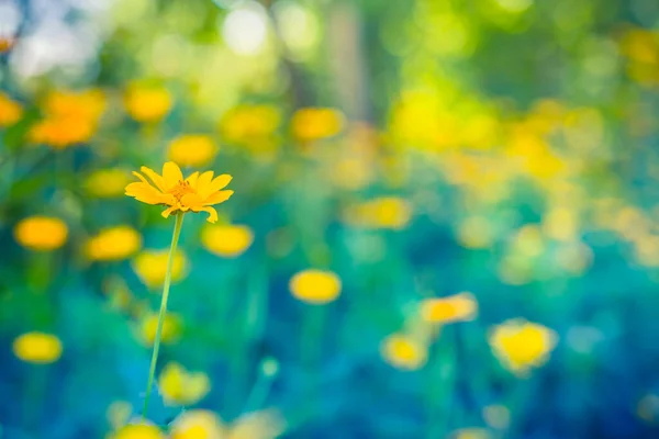 Ljusa Avkopplande Närbild Gula Blommor Blommig Sommar Vår Bakgrund Gul — Stockfoto