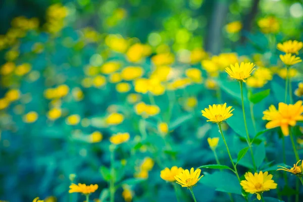Яскравий Розслабляючий Крупним Планом Жовті Квіти Квітковий Літній Весняний Фон — стокове фото