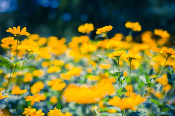 Leuchtend Entspannende Nahaufnahme Gelber Blüten Floral Sommer Frühling Hintergrund Gelbe — Stockfoto