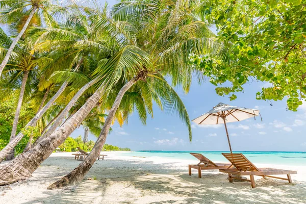 豪華なビーチリゾート 海の上に白い砂と海の近くのビーチラウンジャートピック島の背景 夏休みのコンセプト 休日や観光デザイン エキゾチックな風景 感動的なレジャーバナー — ストック写真