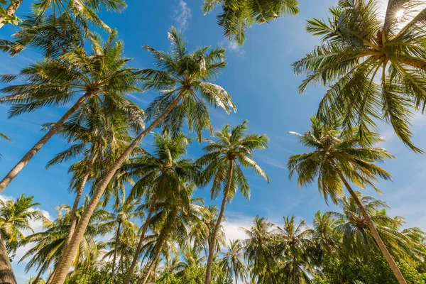 Kokosové Palmy Krásné Tropické Zázemí Retro Filtr Palmy Proti Modré — Stock fotografie