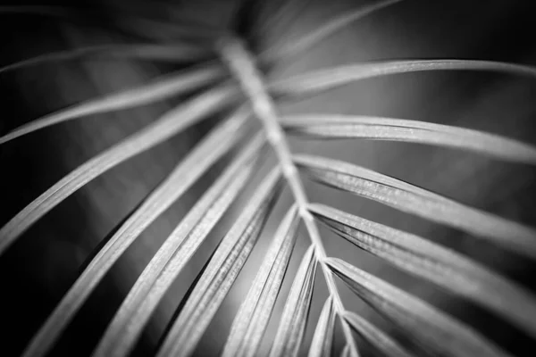 Palma Pozostawia Jasne Monochromatyczne Tło Czarno Biały Tropikalny Wzór Przyrody — Zdjęcie stockowe