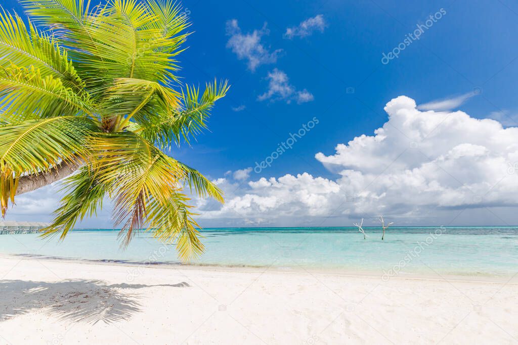 Tranquil beach scene. Sunny exotic tropical beach landscape for background or wallpaper. Design of summer vacation holiday concept. Luxury travel destination, idyllic nature scenery with palm tree leaves, amazing natural environment in sunshine.