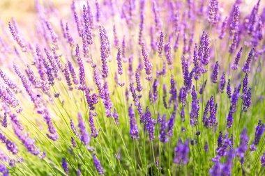 Lavanta çiçeği bahçesi, çiçek açan mor kokulu lavanta çiçekleri. Büyüyen lavanta, gün batımı gökyüzünde sallanıyor, hasat, parfüm bileşeni, aromateryal terapisi. Sanatsal doğa arkaplanı