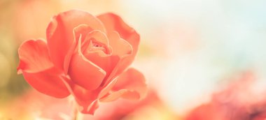 Arka plandaki gül çiçeği gül bahçesindeki pembe güller bulanık. Doğa yakın çekim, rüya pastel renkler, rahatlatıcı bahçe çiçekleri. İnanılmaz romantik ruh hali, sevgililer günü kartı konsepti