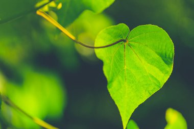 Kalp şeklinde yaprakları olan romantik ağaç şekli, güneş ışığı şeklinde yeşil yaprak kalp. Egzotikler taze yeşil yaprak, aşk, romantizm konsepti