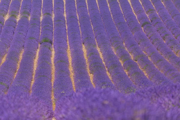 Kwiaty Lawendy Kwitnące Pola Zapachowe Niekończących Się Rzędach Valensole Płaskowyż — Zdjęcie stockowe