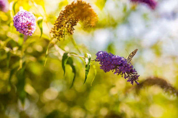 Flores Jardim Luz Sonhadora Nascer Sol Com Borboleta Pétalas Borradas — Fotografia de Stock