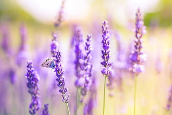 Campo Jardim Flores Lavanda Flores Lavanda Perfumadas Violeta Flor Lavanda — Fotografia de Stock