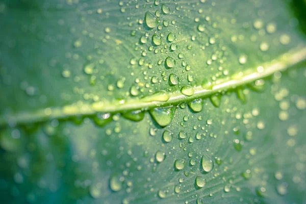 Hoja Verde Con Gotas Agua Después Lluvia Hermoso Fondo Natural — Foto de Stock