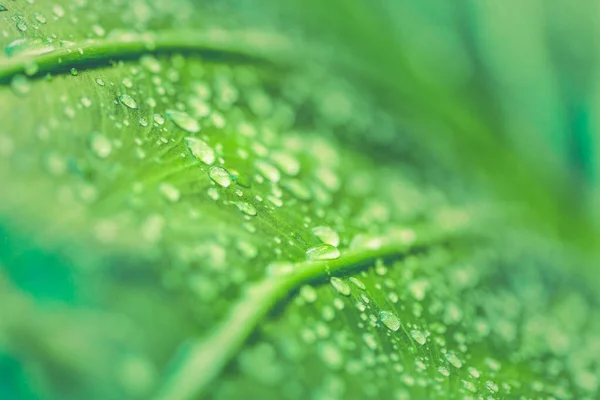 Beautiful Green Leaf Drops Water Beautiful Water Drop Leaf Nature — Stock Photo, Image