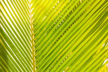 Güzel yeşil palmiye yapraklarının yakın görüntüsü. Palmiye ağacı yaprağı arka planı