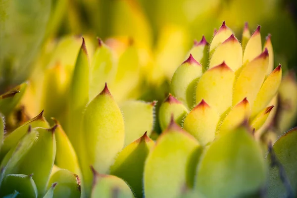 Makro Kwiatów Aloe Vera — Zdjęcie stockowe