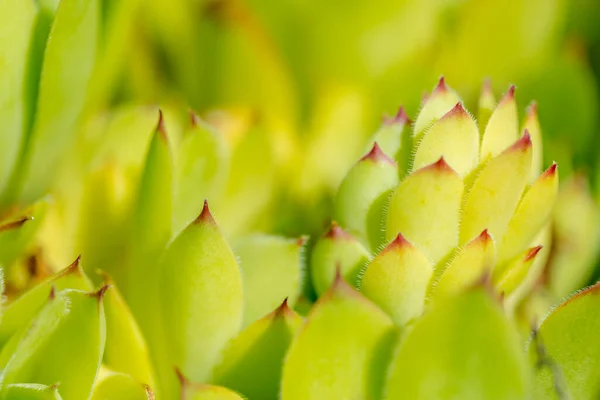 Makro Kwiatów Aloe Vera — Zdjęcie stockowe