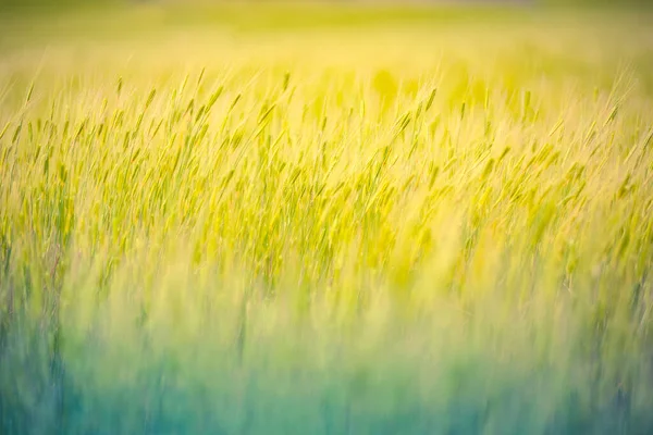미풍에 날리는 초여름밀 예술적 농업의 초원의 — 스톡 사진
