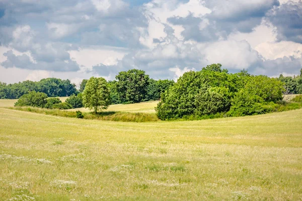 Літній Пейзаж Зеленою Жовтою Травою Деревами Над Пагорбами Ідилічний Вид — стокове фото
