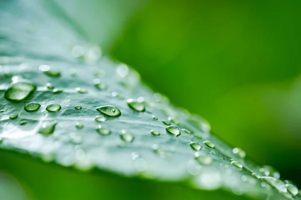 Hermosas Gotas Agua Una Hoja Verde Primer Plano Gotas Rocío — Foto de Stock