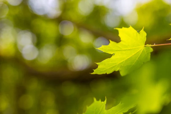 Green maple leaves with sun ray. Relaxing nature closeup. Tranquil green leaves blurred natural tree